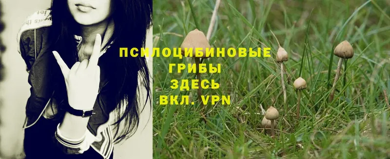 OMG ТОР  Пыть-Ях  Псилоцибиновые грибы Magic Shrooms  закладки 